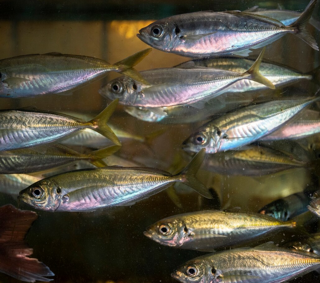 Рыбная промышленность